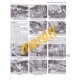 Triumph Daytona, Speed Triple, Sprint & Tiger 1997 -2000