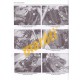 Suzuki TL1000S/R & DL1000 V-Strom (1997 - 04)