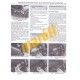 Gilera Runner, DNA, Ice & SKP/Stalker(1997 - 11)