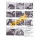 Gilera Runner, DNA, Ice & SKP/Stalker(1997 - 11)